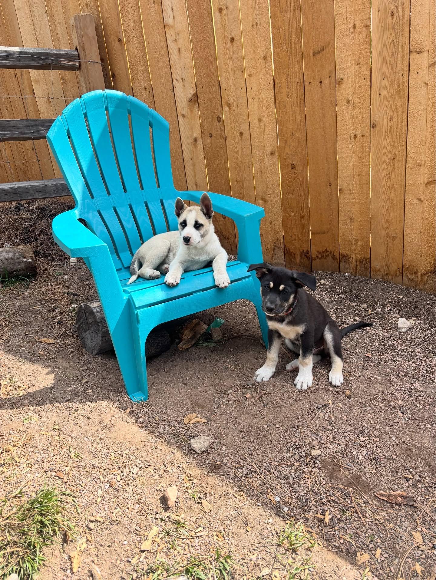 Enlarge Clover, a Adoptable mixed breed in Commerce City, CO image 4/6