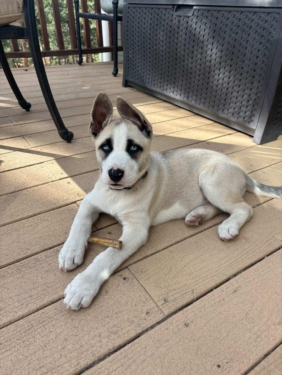 Clover, Adoptable, Puppy Female Shepherd & Husky.