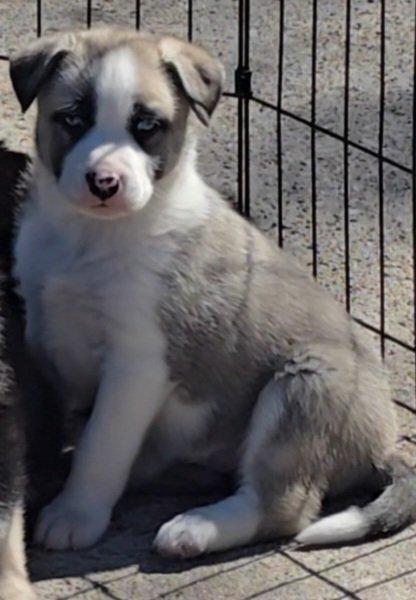 Enlarge Clover, a Adoptable mixed breed in Commerce City, CO image 5/6