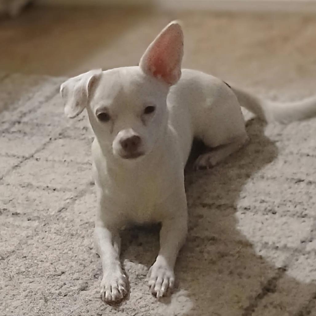 Bolt, Adoptable, Adult Male Chihuahua.