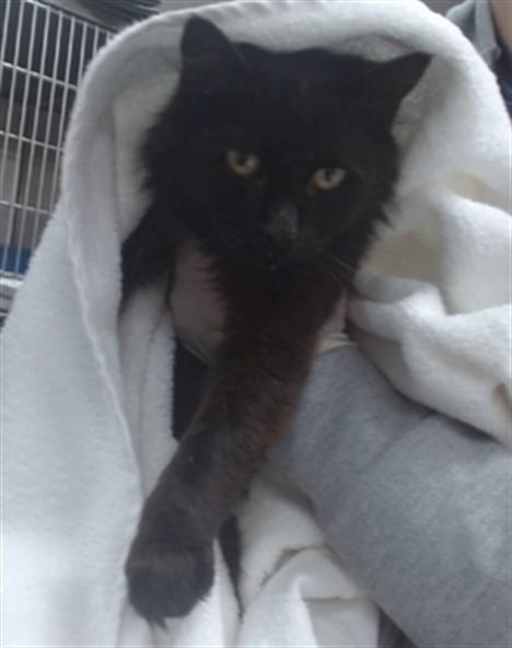 LOLA, Adoptable, Adult Female Domestic Medium Hair.