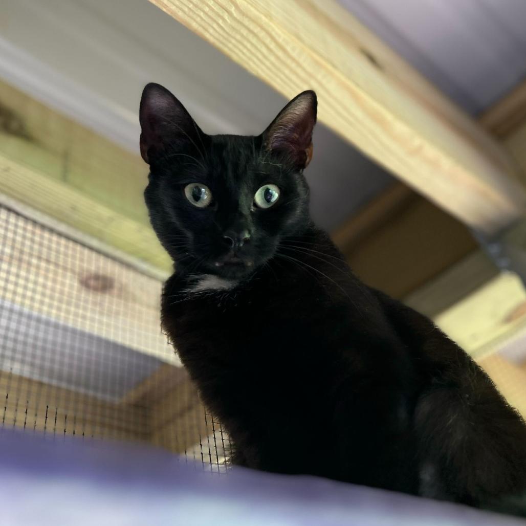 Cleo, Adoptable, Adult Female Domestic Short Hair.