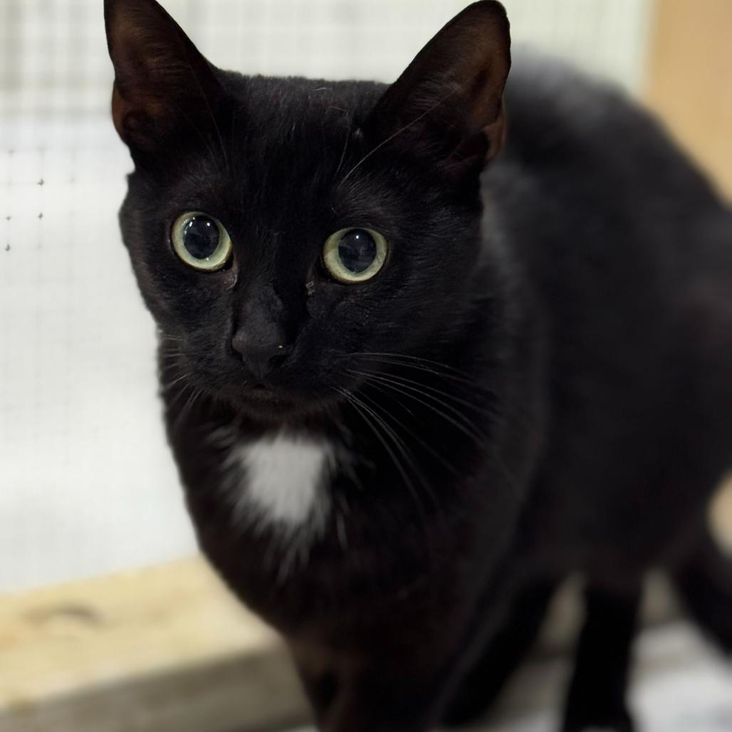 Cleo, a Adoptable Domestic Short Hair in Blairsville, GA image 2/6