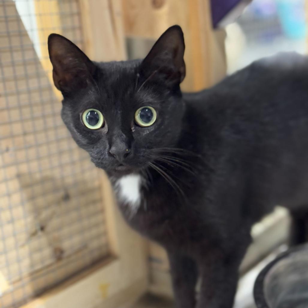 Cleo, a Adoptable Domestic Short Hair in Blairsville, GA image 3/6