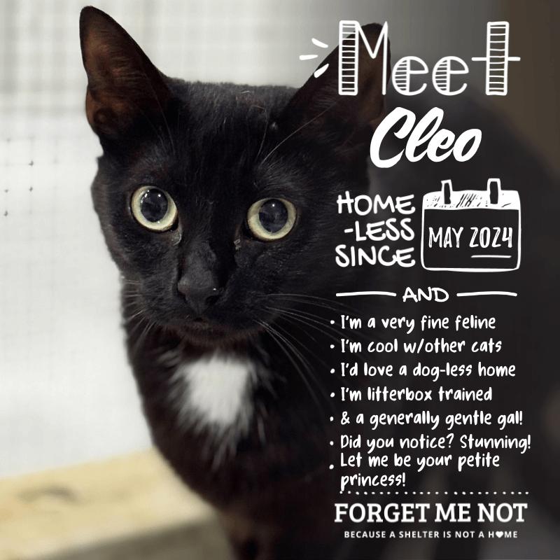 Cleo, a Adoptable Domestic Short Hair in Blairsville, GA image 4/6