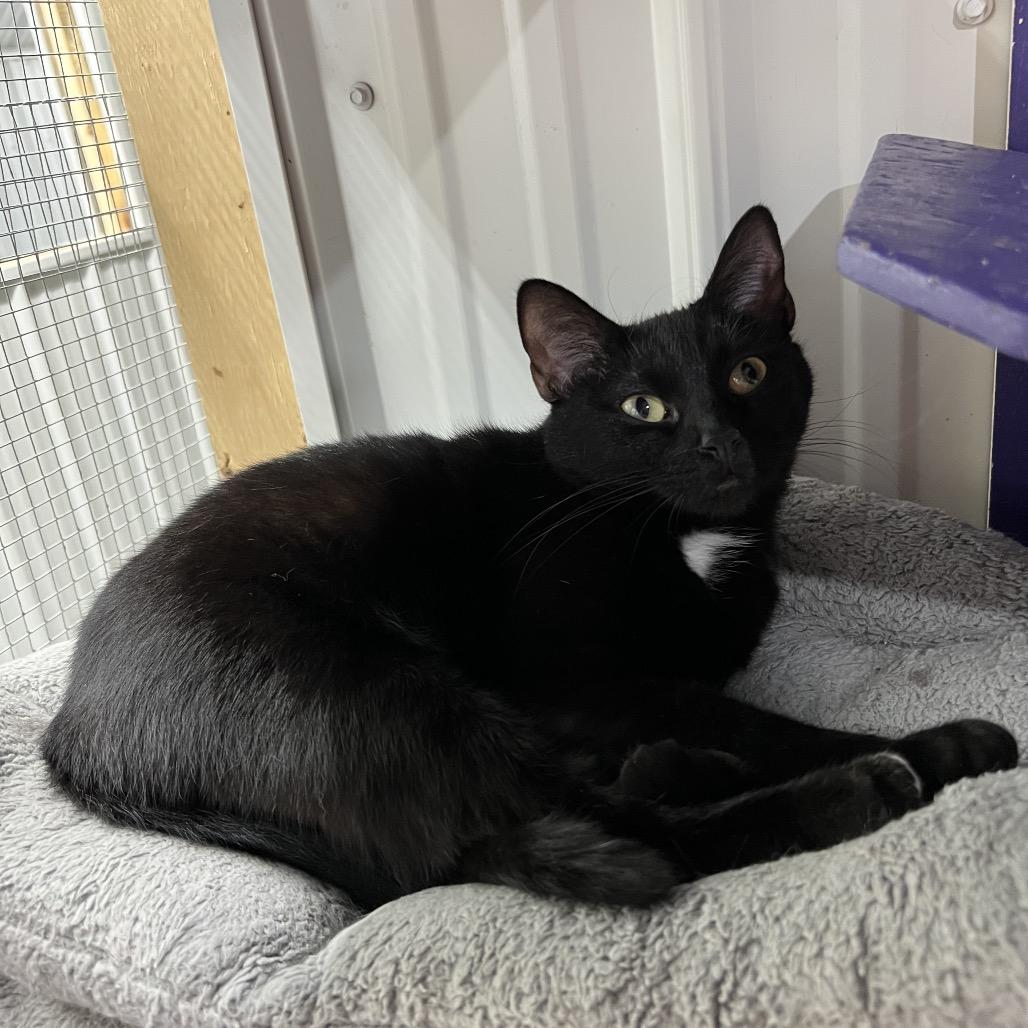 Cleo, a Adoptable Domestic Short Hair in Blairsville, GA image 5/6