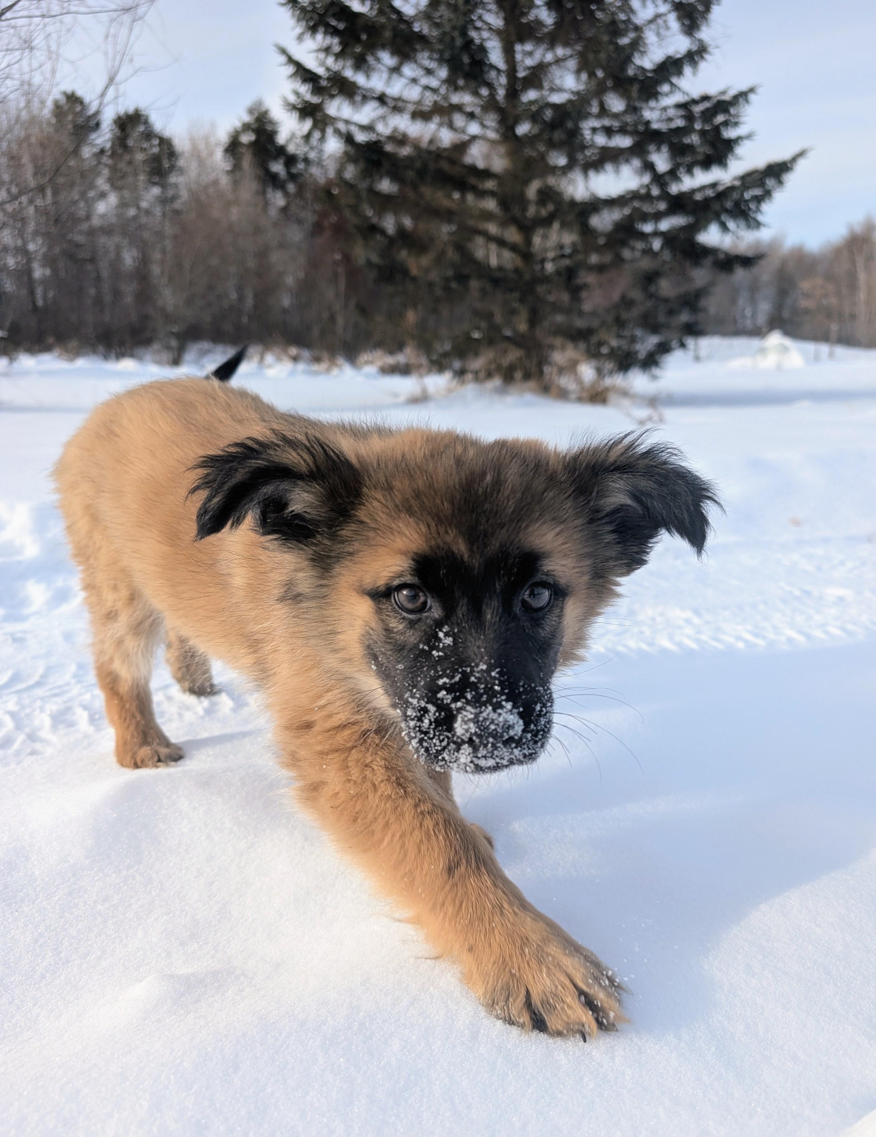 Talia, Adoptable, Puppy Female Shepherd & Retriever.
