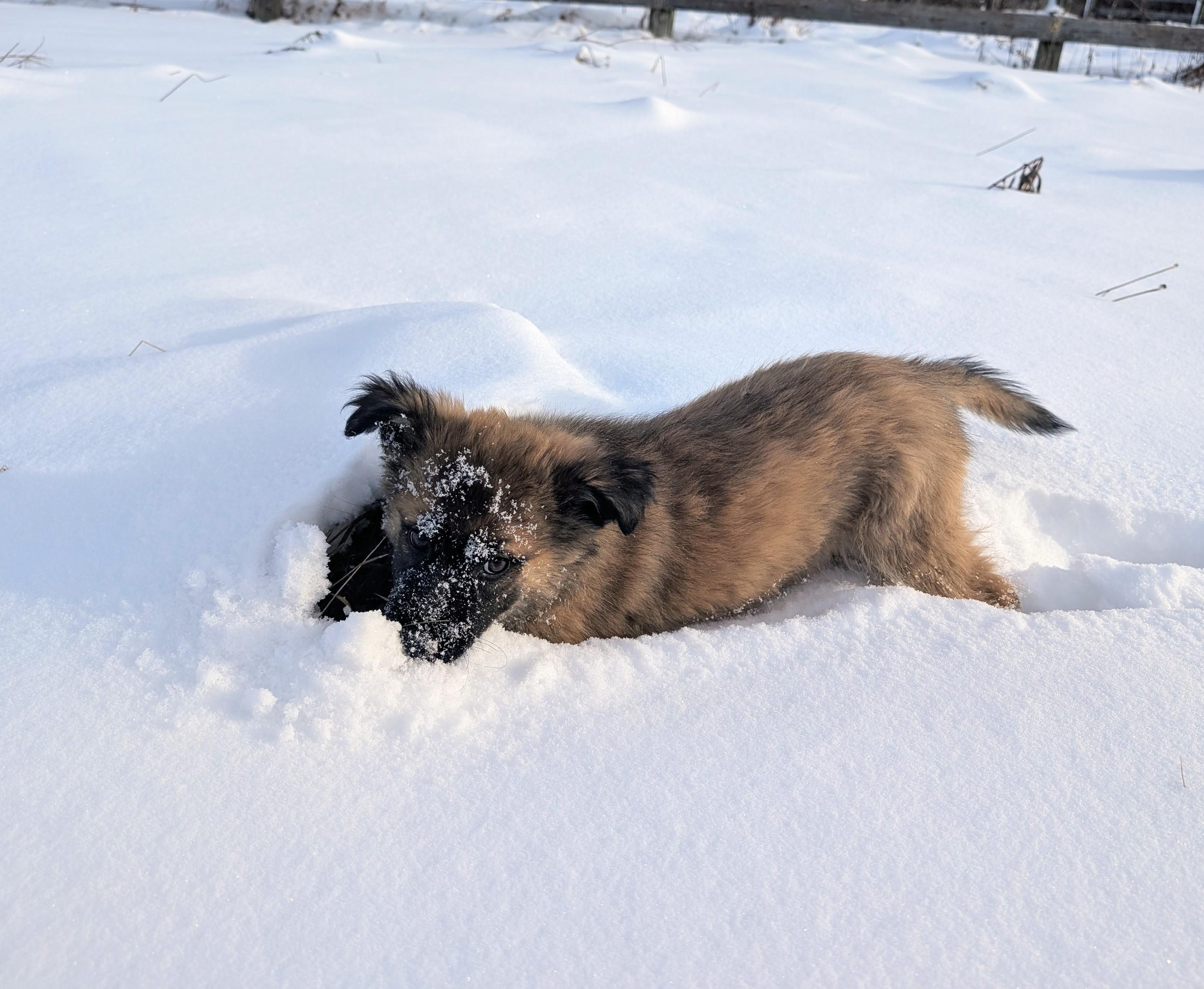 Talia, Adoptable, Puppy Female Shepherd & Retriever.