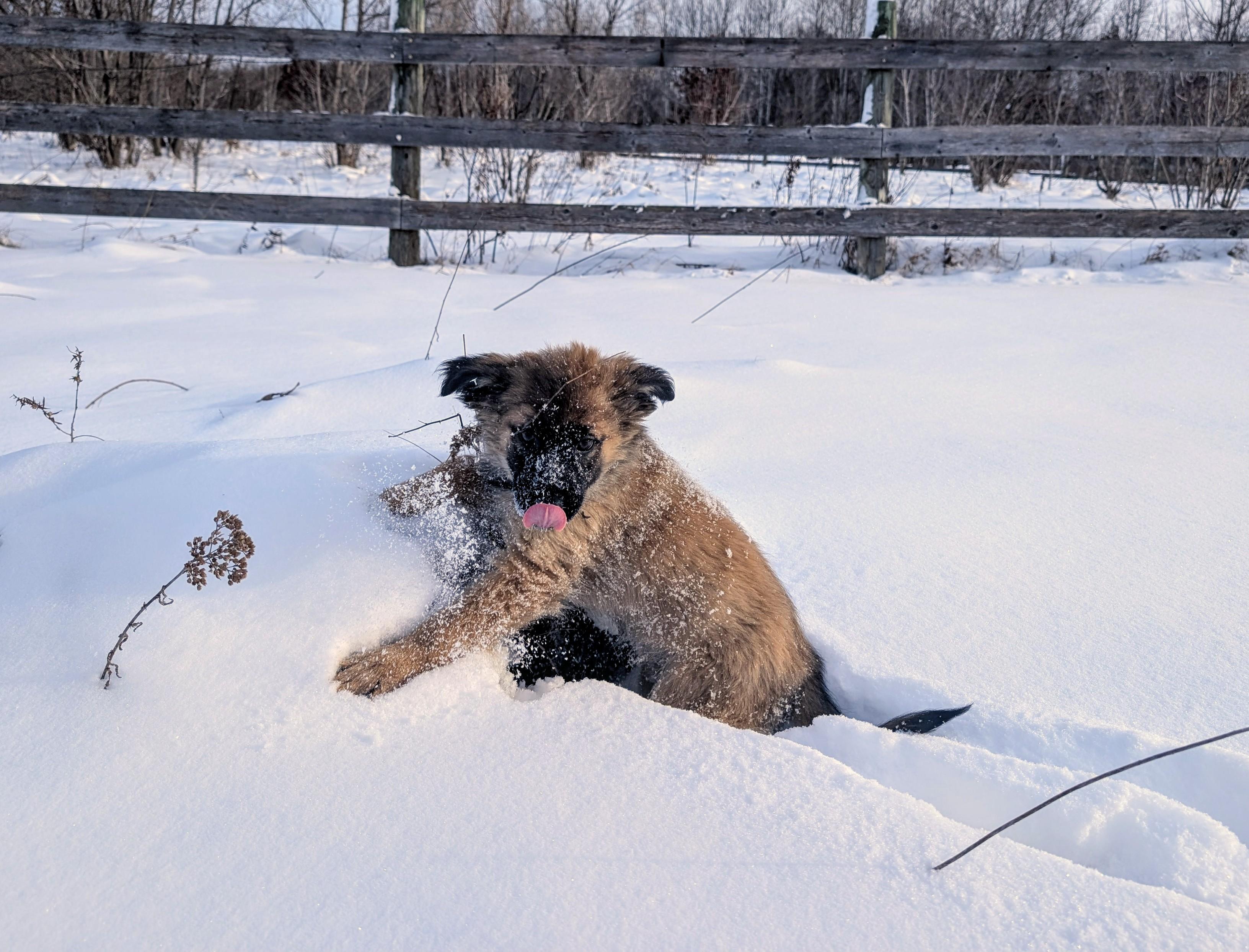 Talia, a Adoptable mixed breed in Minneapolis, MN image 3/3