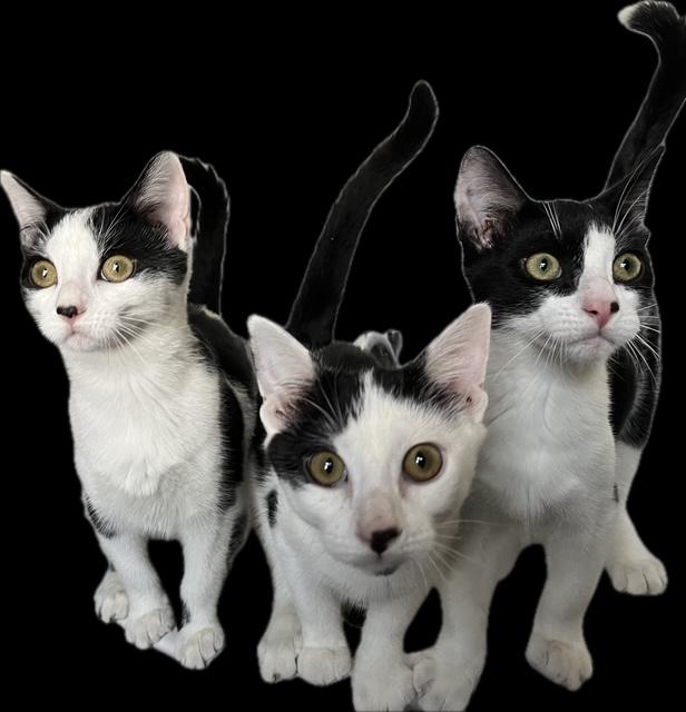 KITTENS!, Adoptable, Kitten Female Domestic Short Hair.