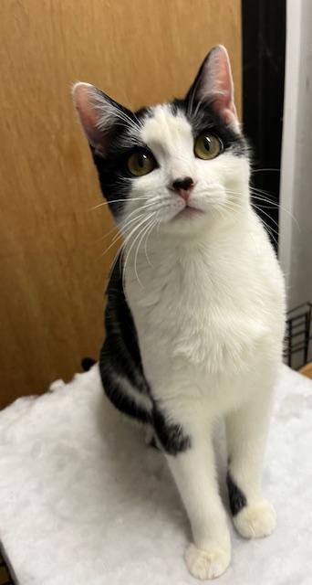 Alta, Adoptable, Young Female Domestic Short Hair.