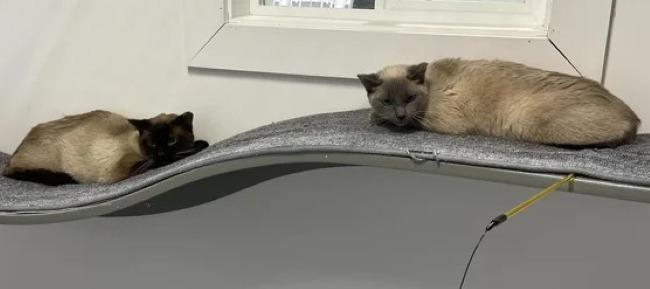 Enlarge DEE DEE, a ADOPTABLE Siamese in Madison, WI image 4/4