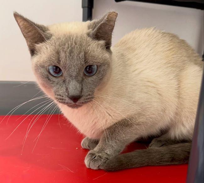 Enlarge DEE DEE, a ADOPTABLE Siamese in Madison, WI image 2/4