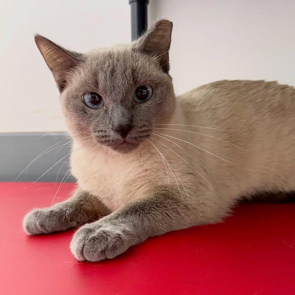 DEE DEE, ADOPTABLE, Kitten Female Siamese.