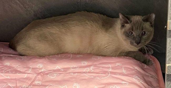 Enlarge DEE DEE, a ADOPTABLE Siamese in Madison, WI image 3/4