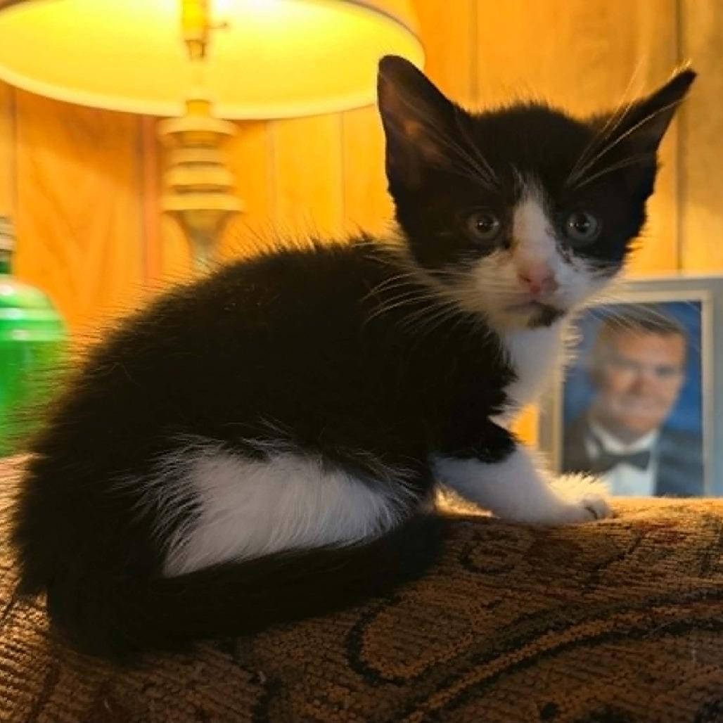 D-Von Dudley, Adoptable, Kitten Male Domestic Short Hair.