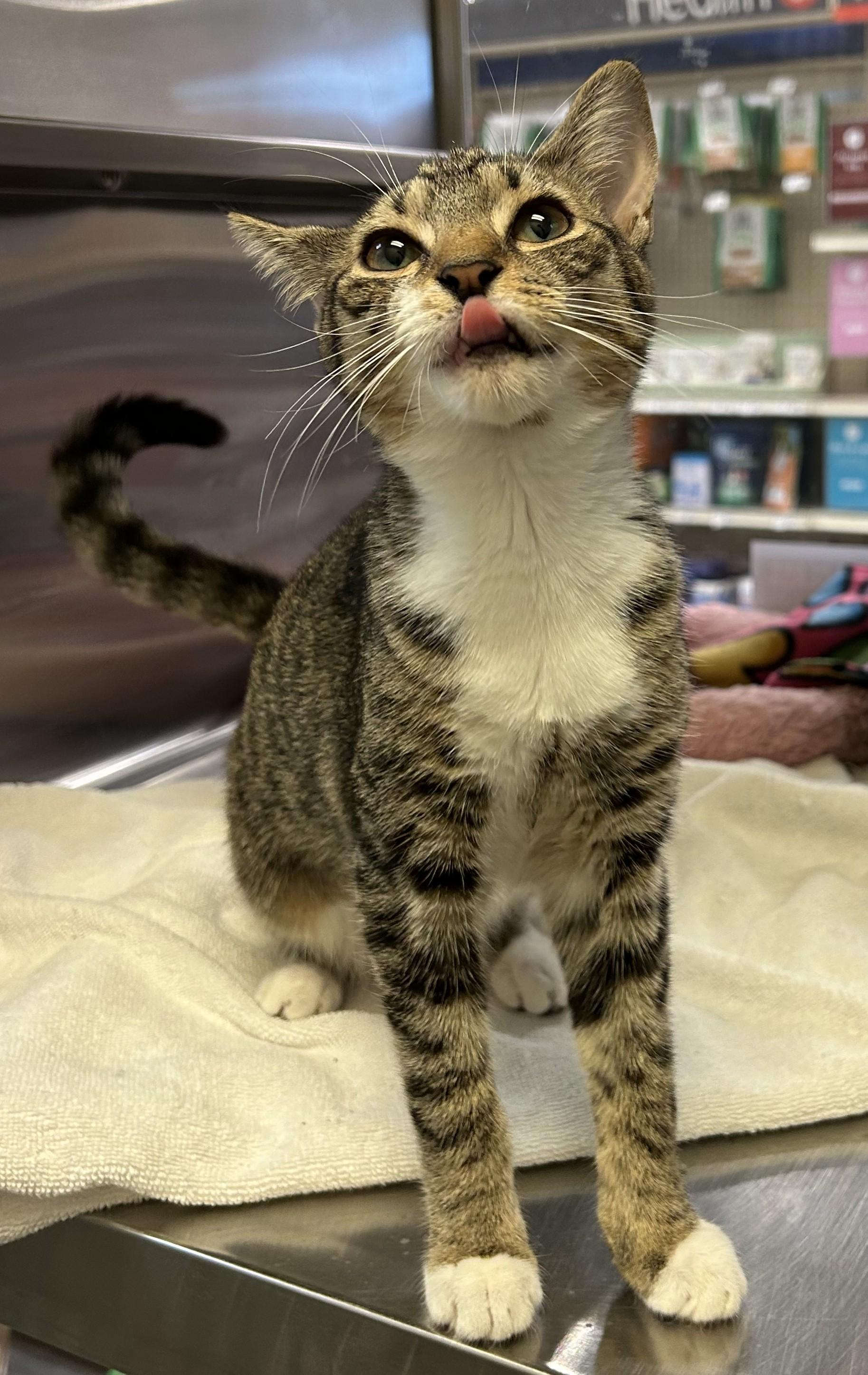 Theodosia, Adoptable, Kitten Female Domestic Short Hair.