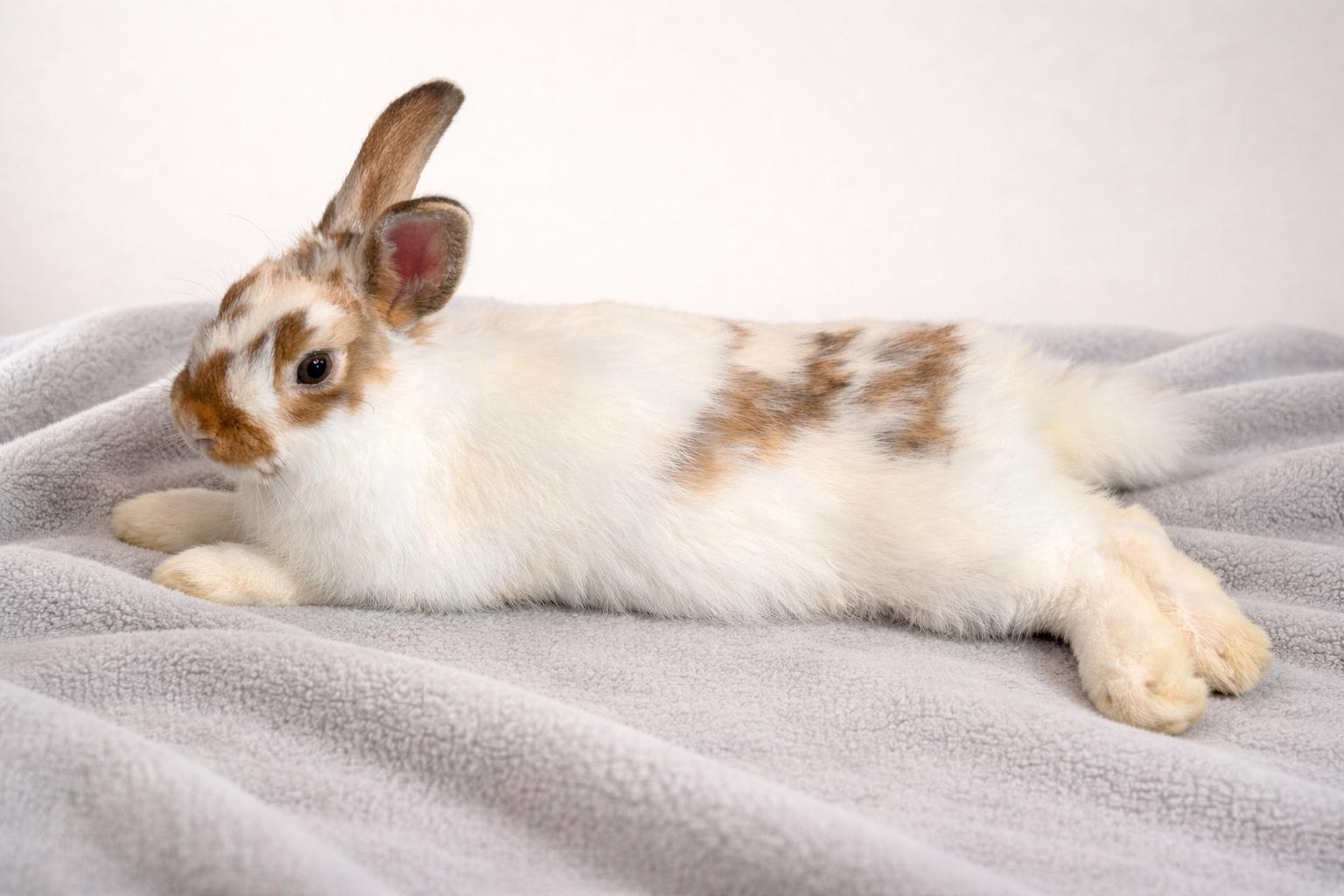 Enlarge Creek, a Adoptable Bunny Rabbit in Marshfield, WI image 1/1