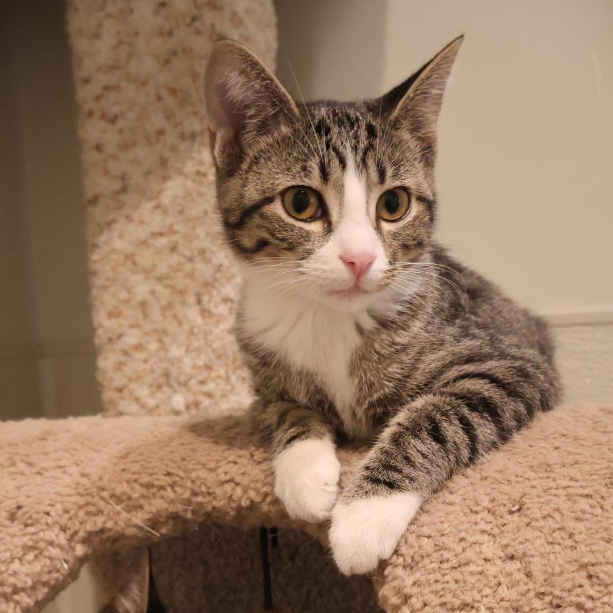 Wilma, Adoptable, Kitten Female Domestic Short Hair.