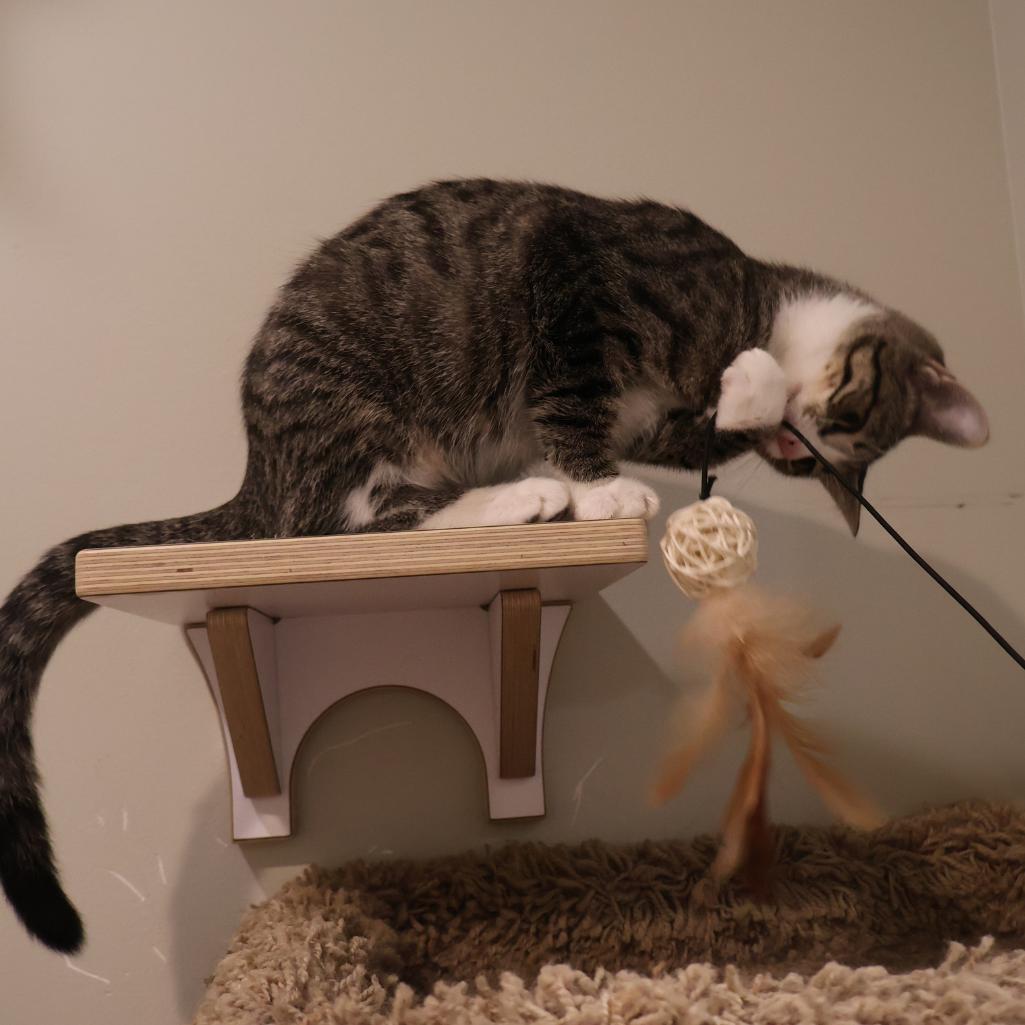 Enlarge Wilma, a Adoptable Domestic Short Hair in Saint Charles, MO image 2/4