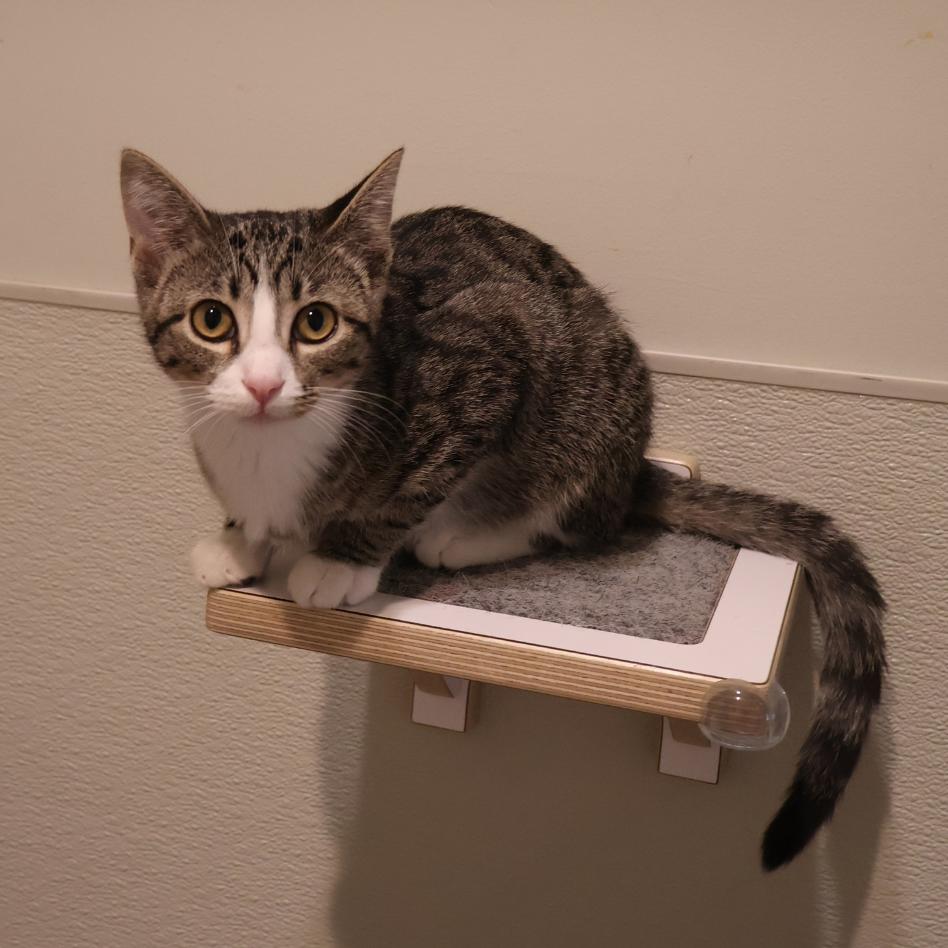 Enlarge Wilma, a Adoptable Domestic Short Hair in Saint Charles, MO image 3/4