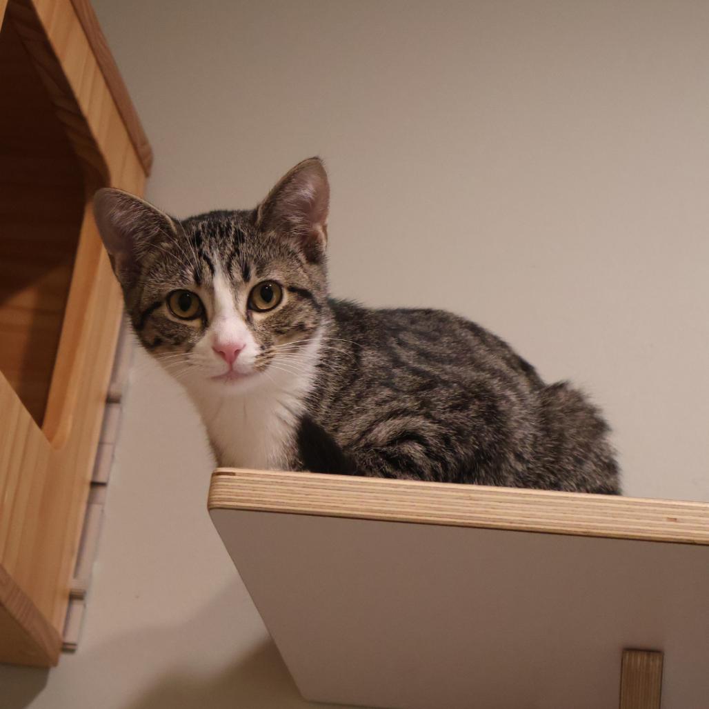 Enlarge Wilma, a Adoptable Domestic Short Hair in Saint Charles, MO image 4/4