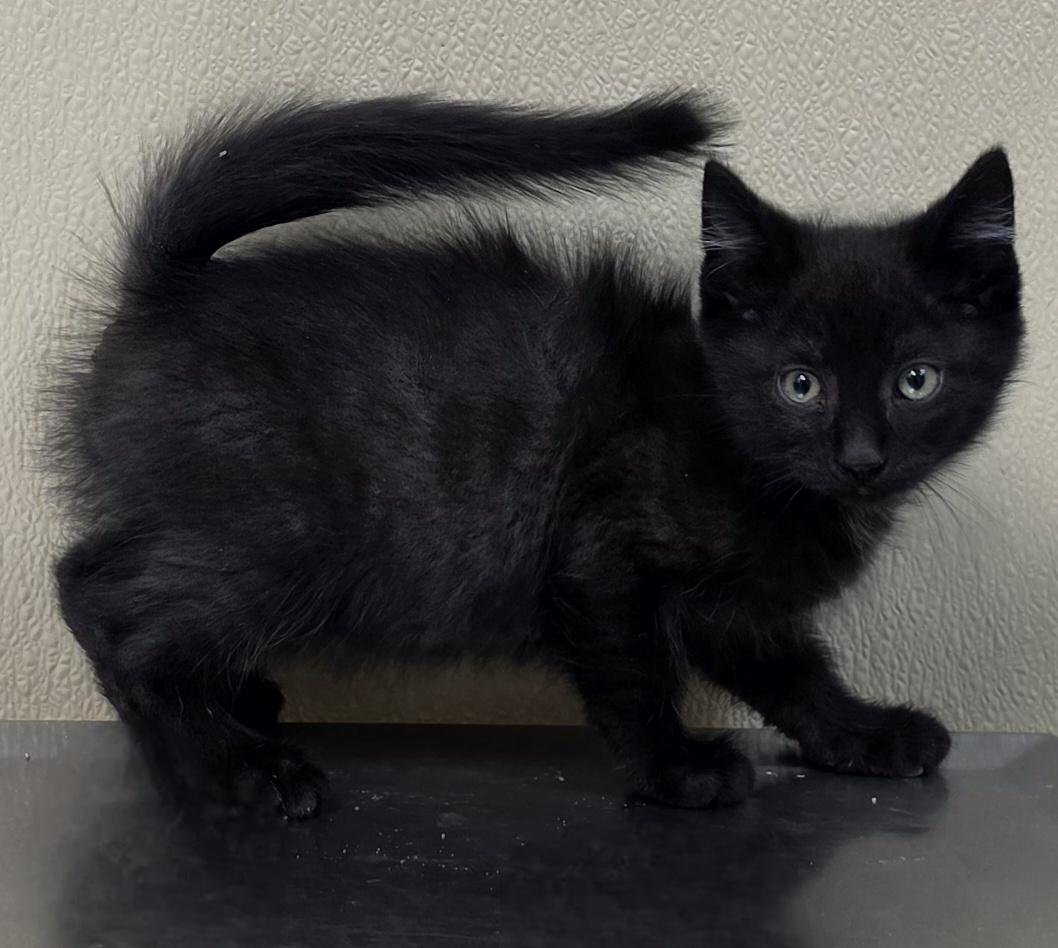 Johnny, Adoptable, Kitten Male Domestic Short Hair.
