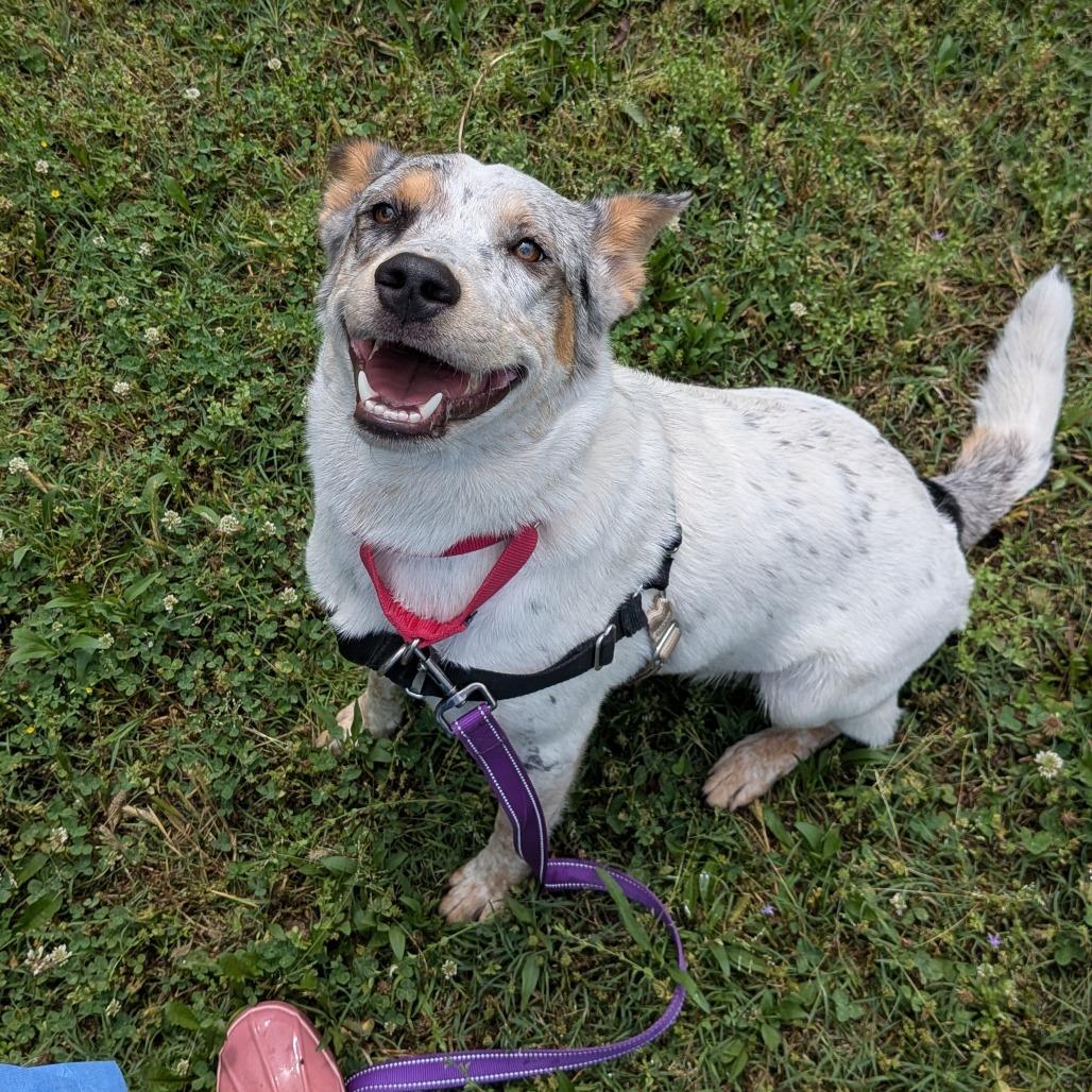 O'Neil, a Adoptable Australian Cattle Dog / Blue Heeler in Tulsa, OK image 2/6