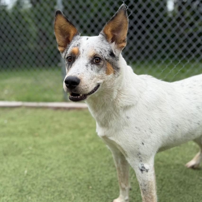 O'Neil, a Adoptable Australian Cattle Dog / Blue Heeler in Tulsa, OK image 3/6