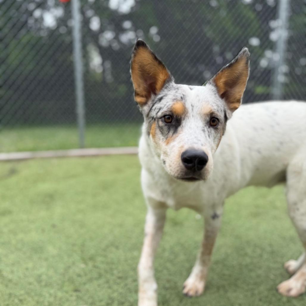 O'Neil, a Adoptable Australian Cattle Dog / Blue Heeler in Tulsa, OK image 4/6
