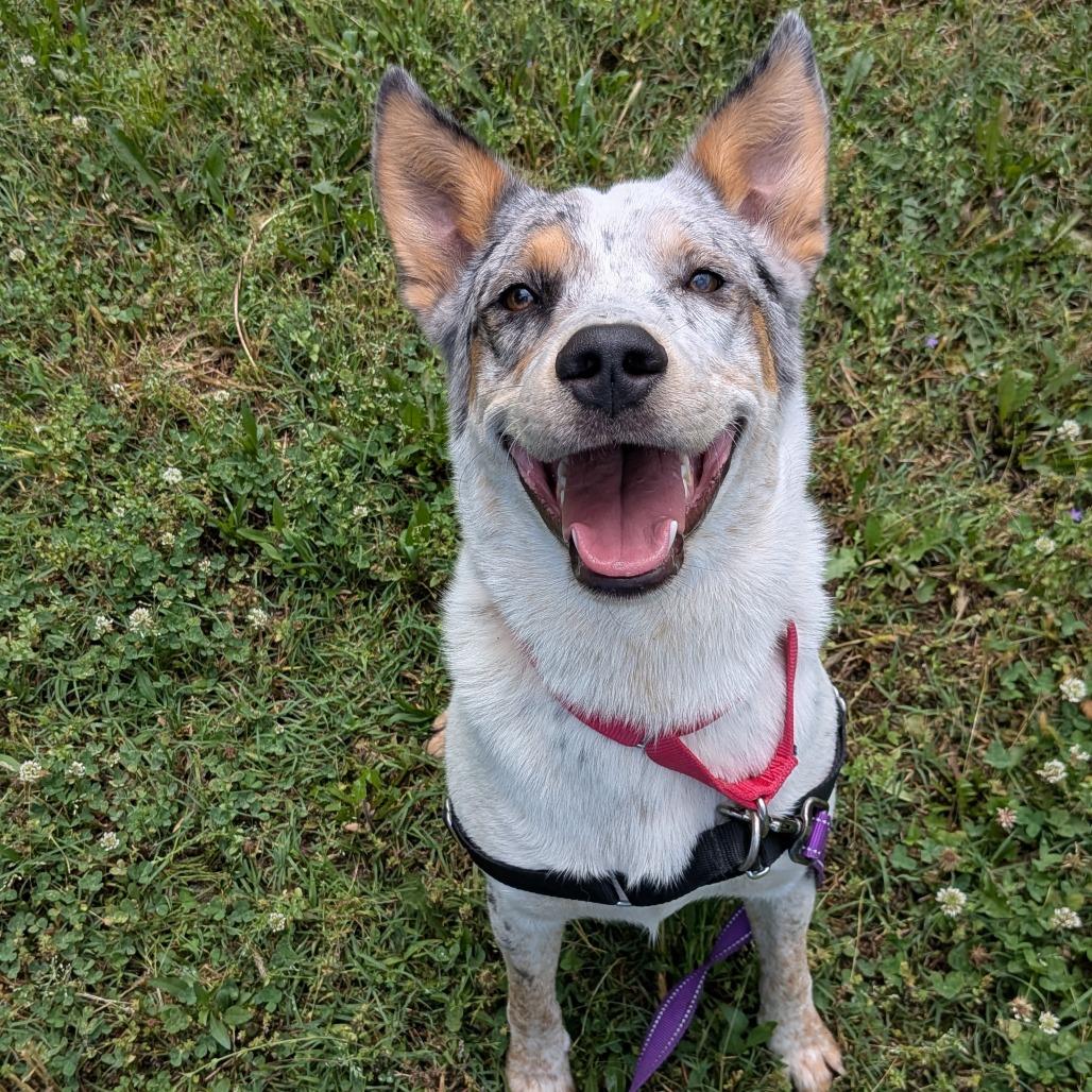 O'Neil, a Adoptable Australian Cattle Dog / Blue Heeler in Tulsa, OK image 5/6