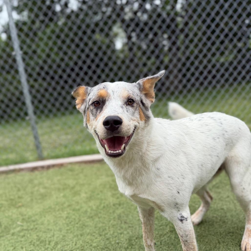 O'Neil, a Adoptable Australian Cattle Dog / Blue Heeler in Tulsa, OK image 6/6