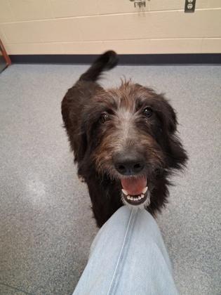 Enlarge Fable, a Adoptable mixed breed in Westland, MI image 1/2