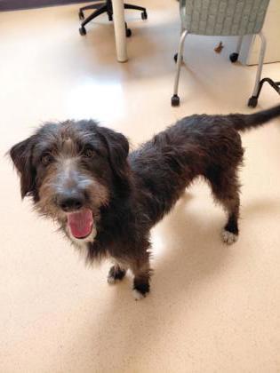 Enlarge Fable, a Adoptable mixed breed in Westland, MI image 2/2