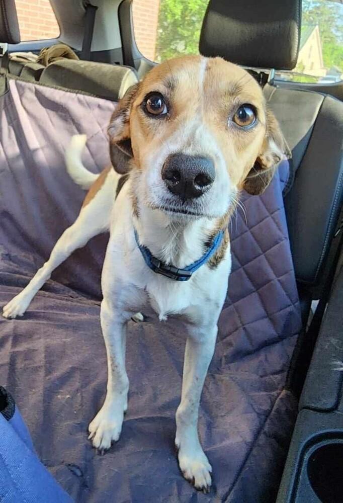 Tigger 💜, Adoptable, Adult Female Terrier & Beagle.