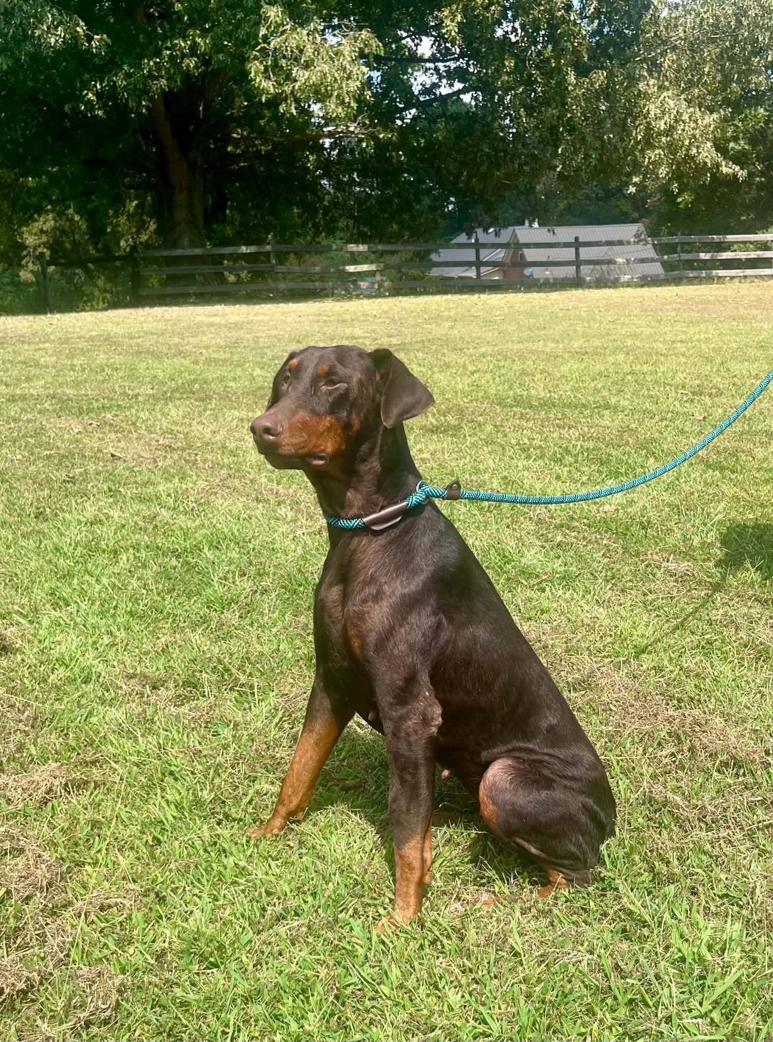 Enlarge Ethel, a Adoptable Doberman Pinscher in Knoxville, TN image 2/3