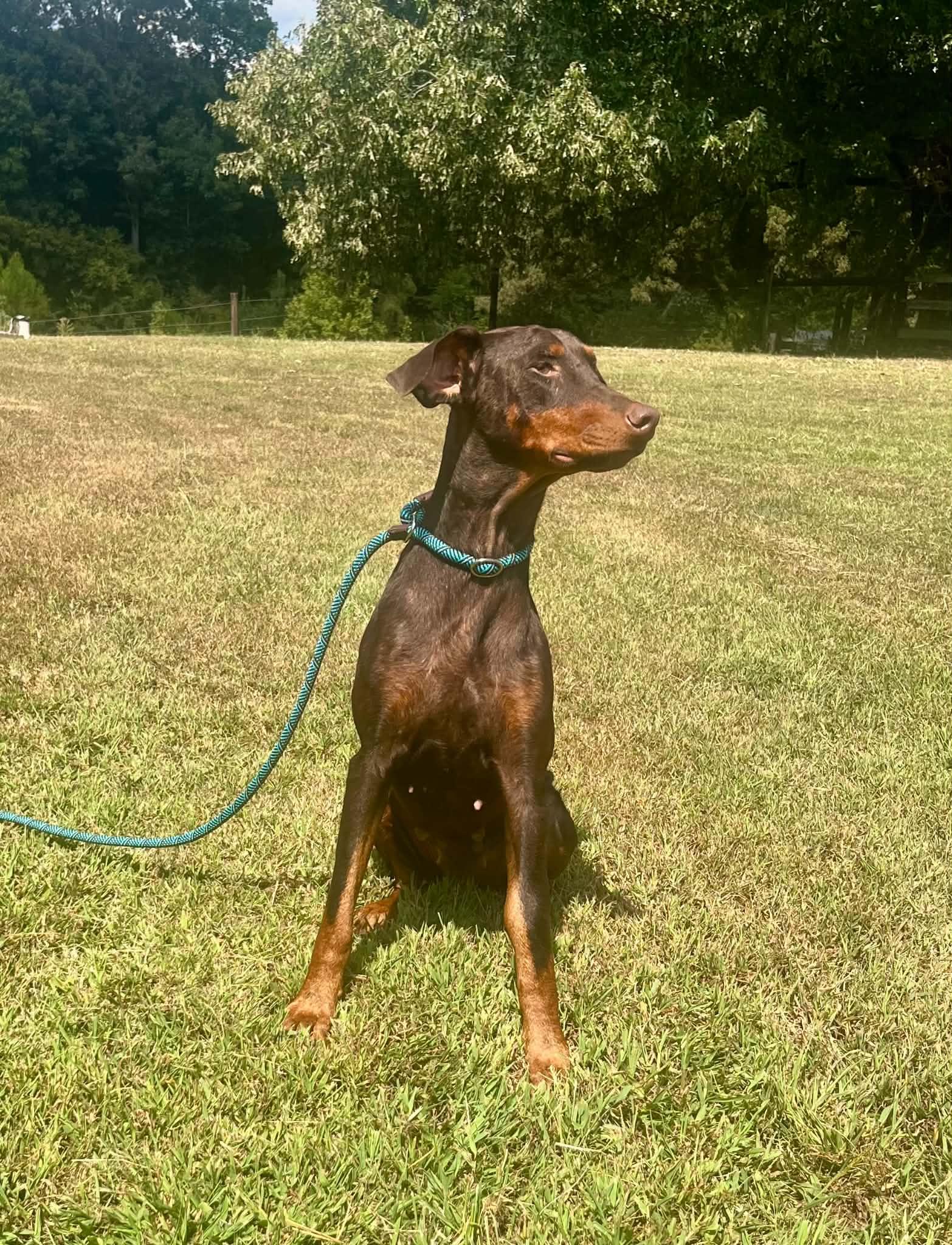 Ethel, Adoptable, Adult Female Doberman Pinscher.