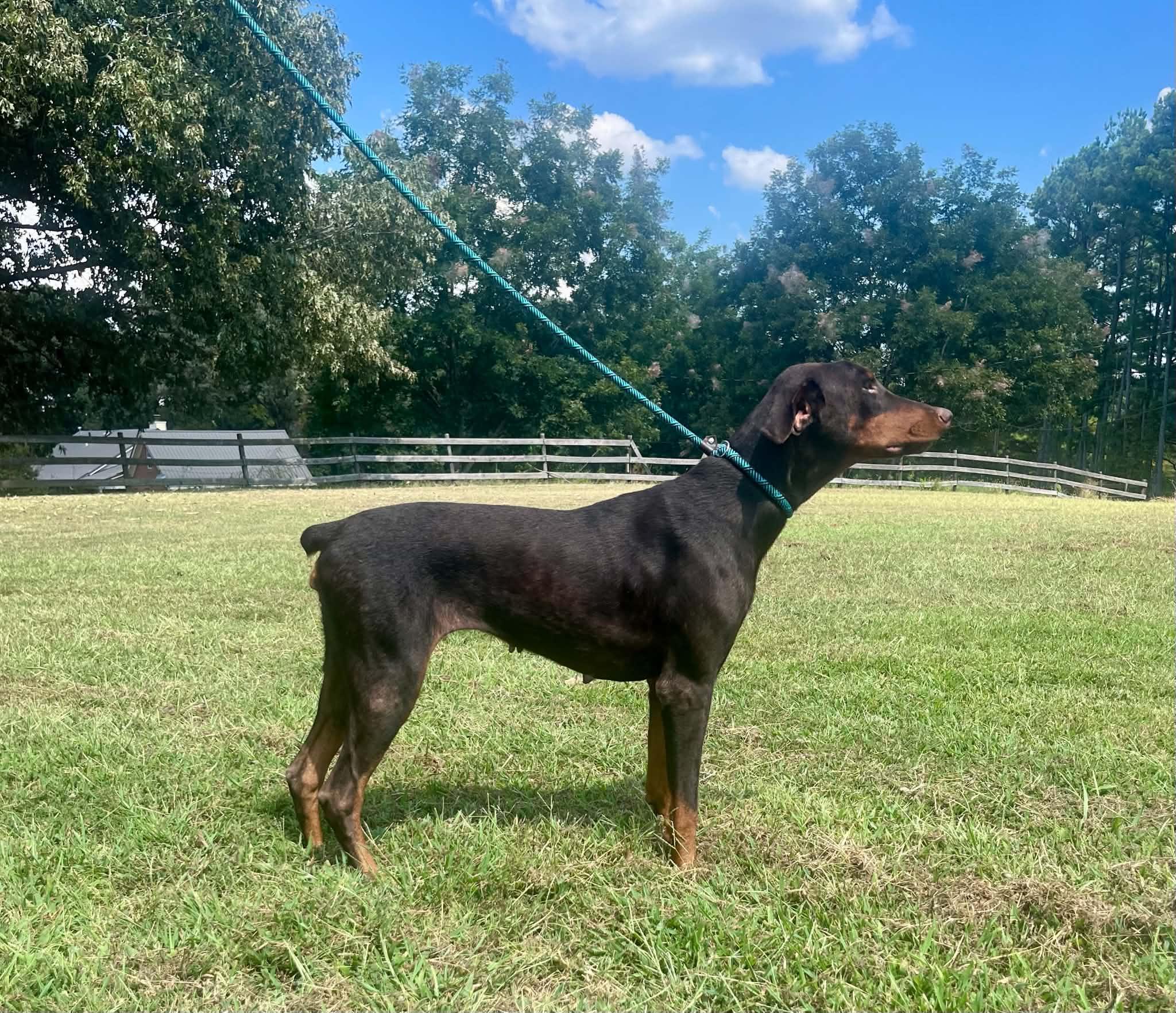 Enlarge Ethel, a Adoptable Doberman Pinscher in Knoxville, TN image 3/3