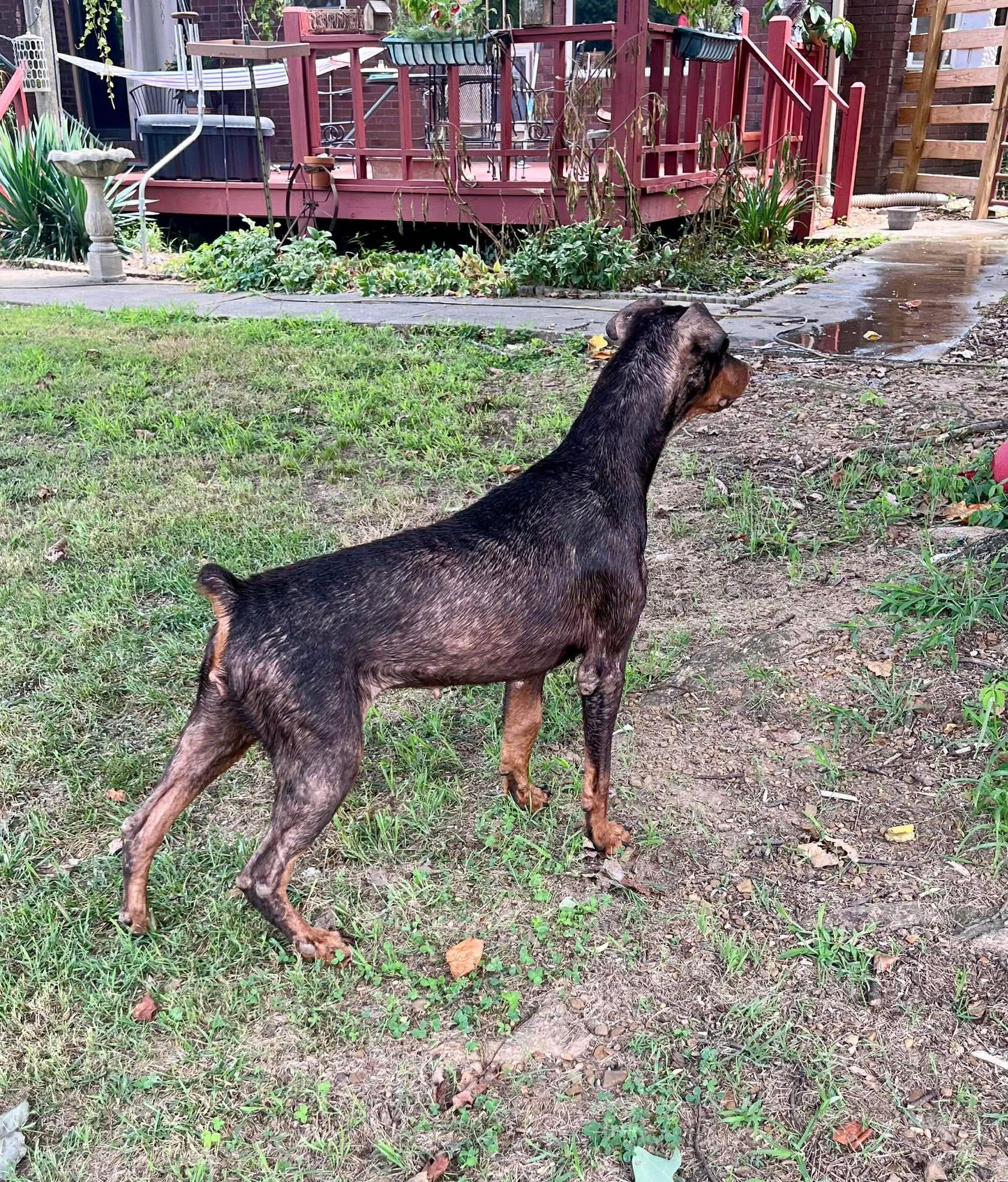 Ethel, adoptable, Adult Female Doberman Pinscher.