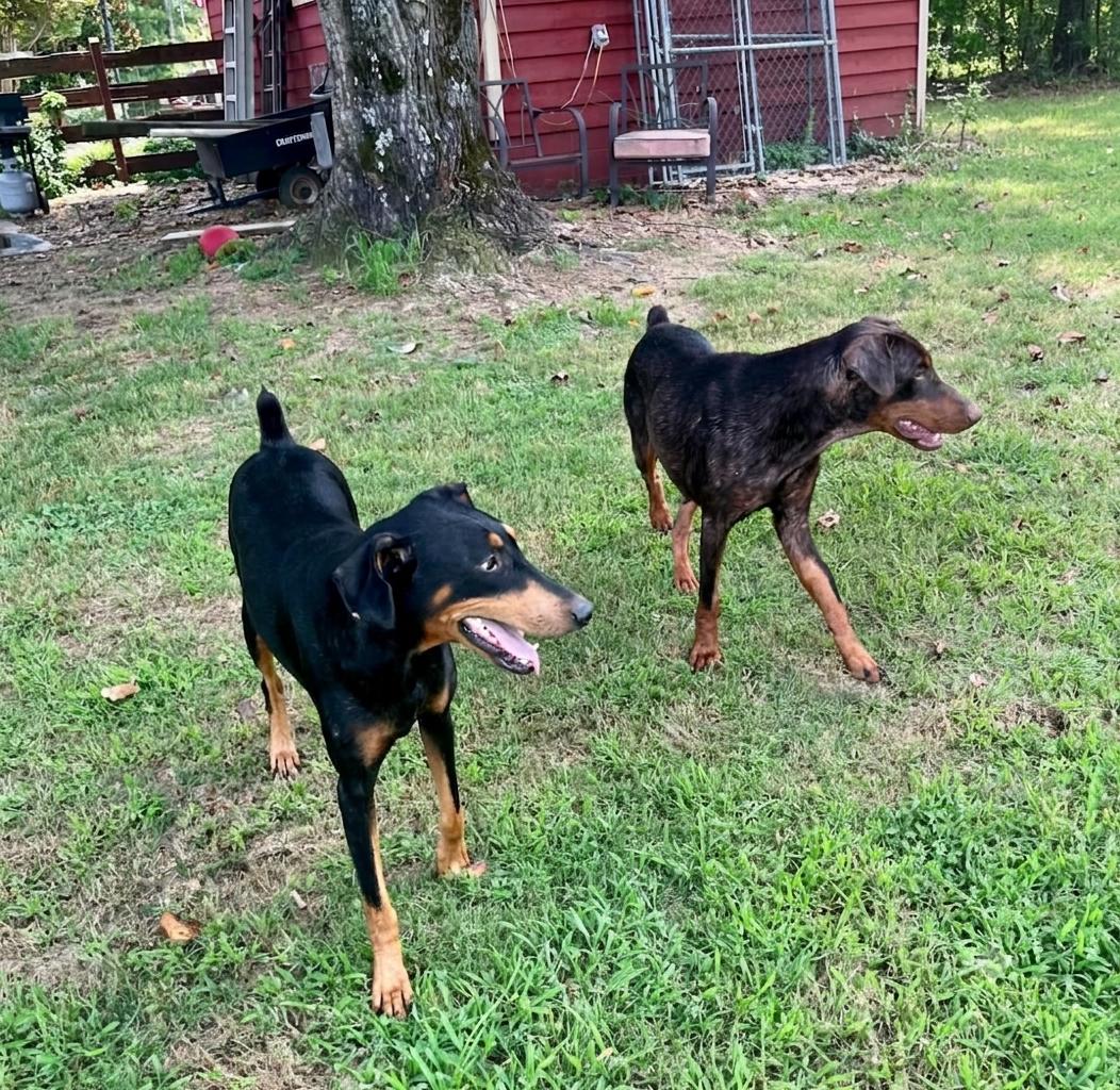 Ethel, an adoptable Doberman Pinscher in Knoxville, TN image 2/2