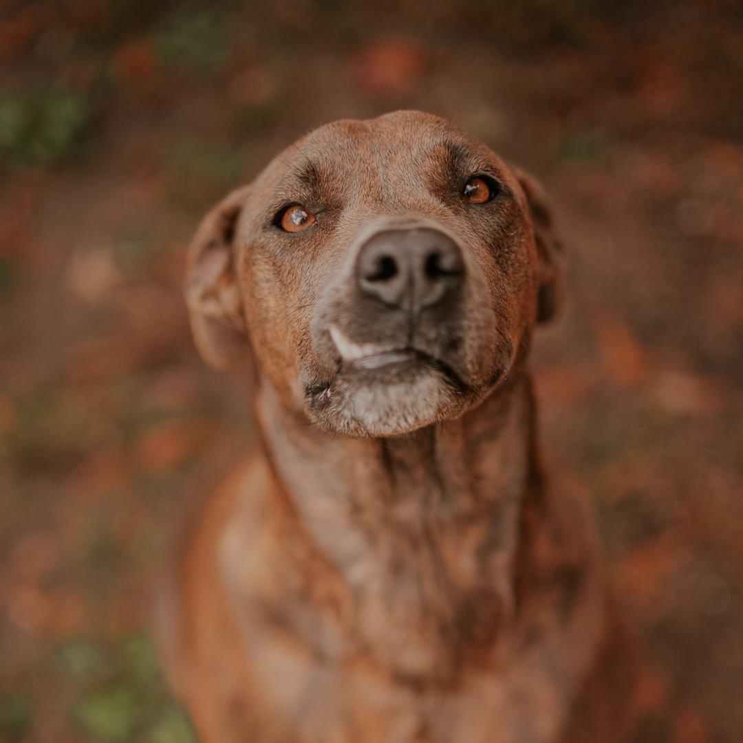 Basil, Adoptable, Adult Female Plott Hound.