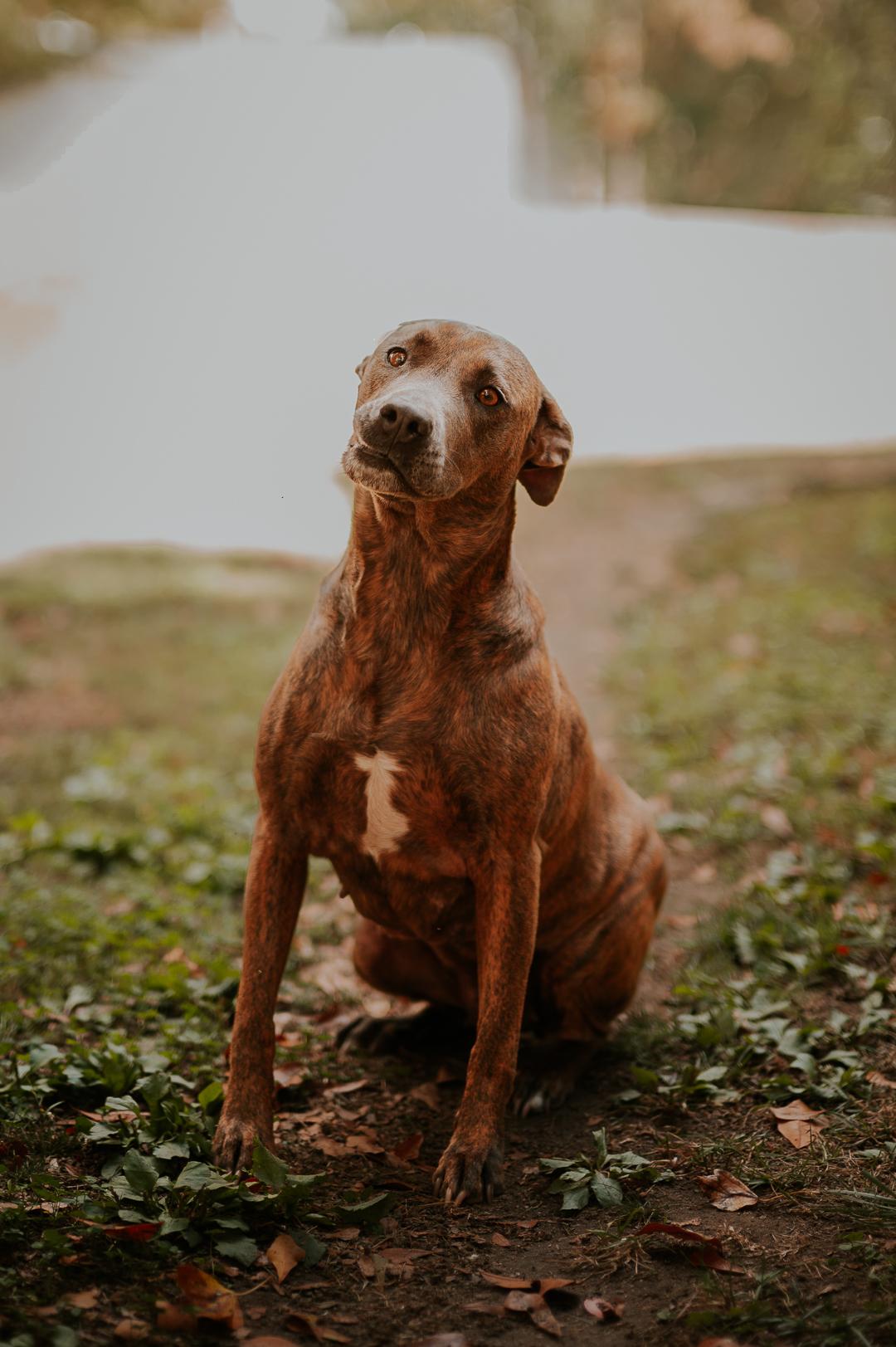 Enlarge Basil, a Adoptable mixed breed in Powder Springs, GA image 2/3
