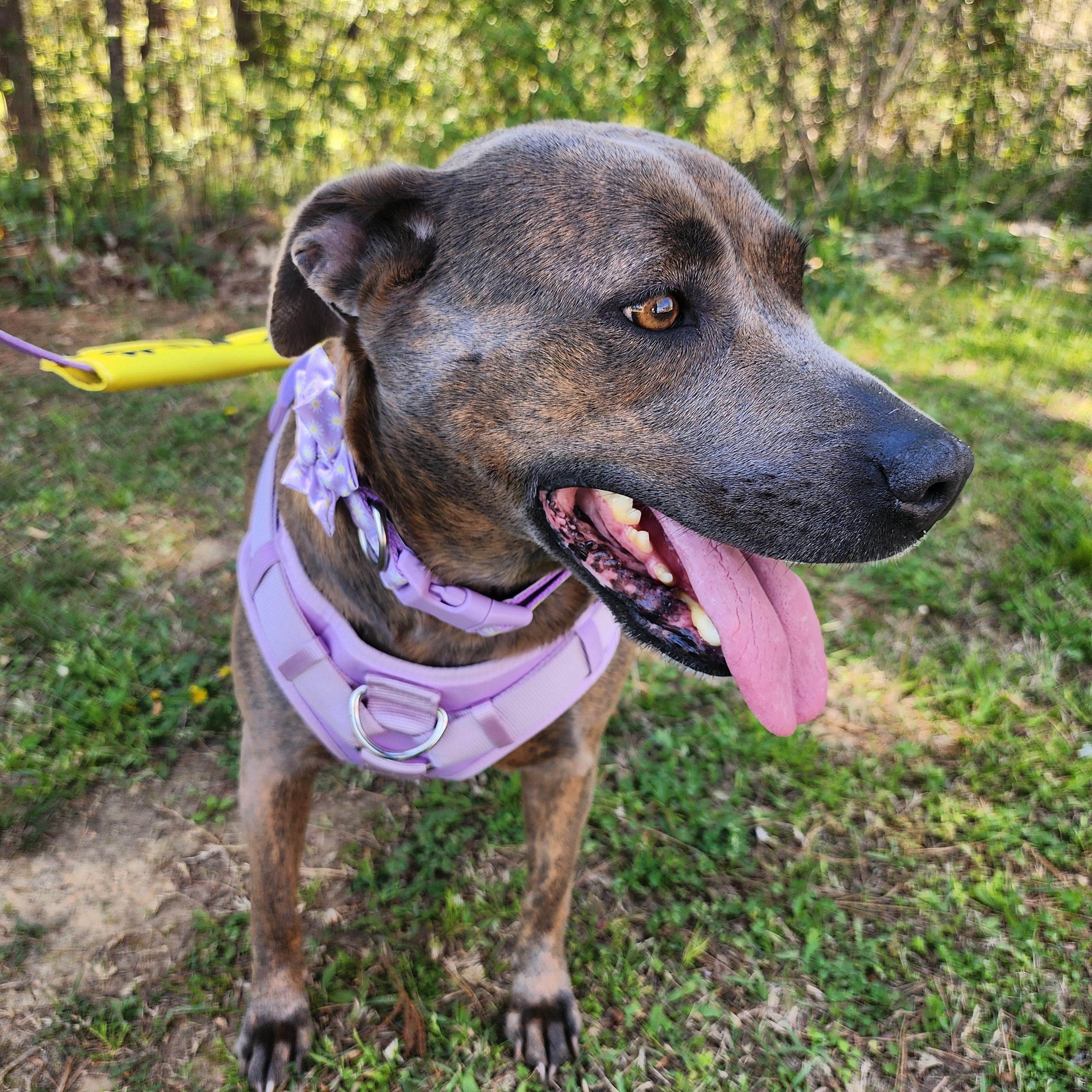 Enlarge Basil, a Adoptable mixed breed in Powder Springs, GA image 1/3