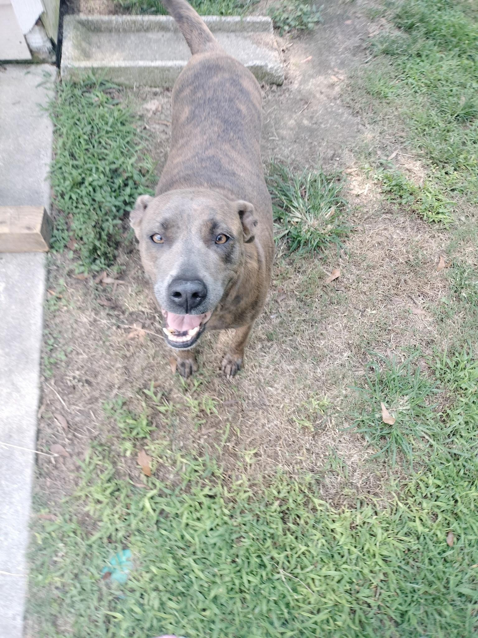 Enlarge Basil, a Adoptable mixed breed image 1/2