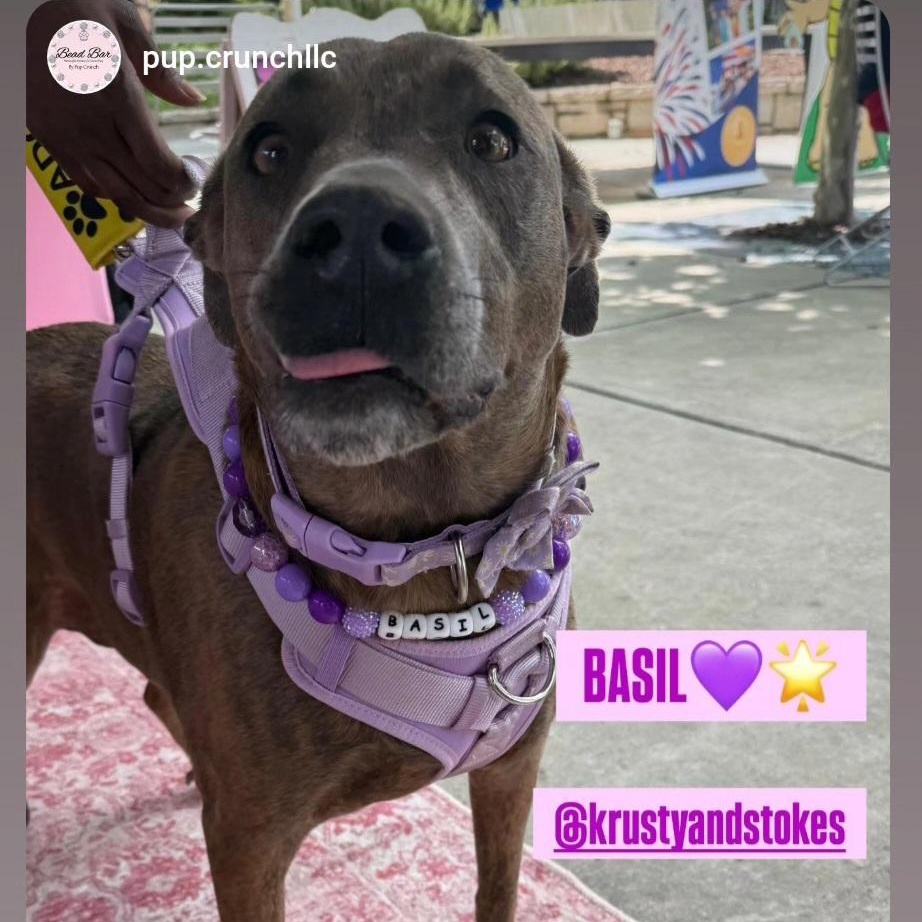 Basil photo