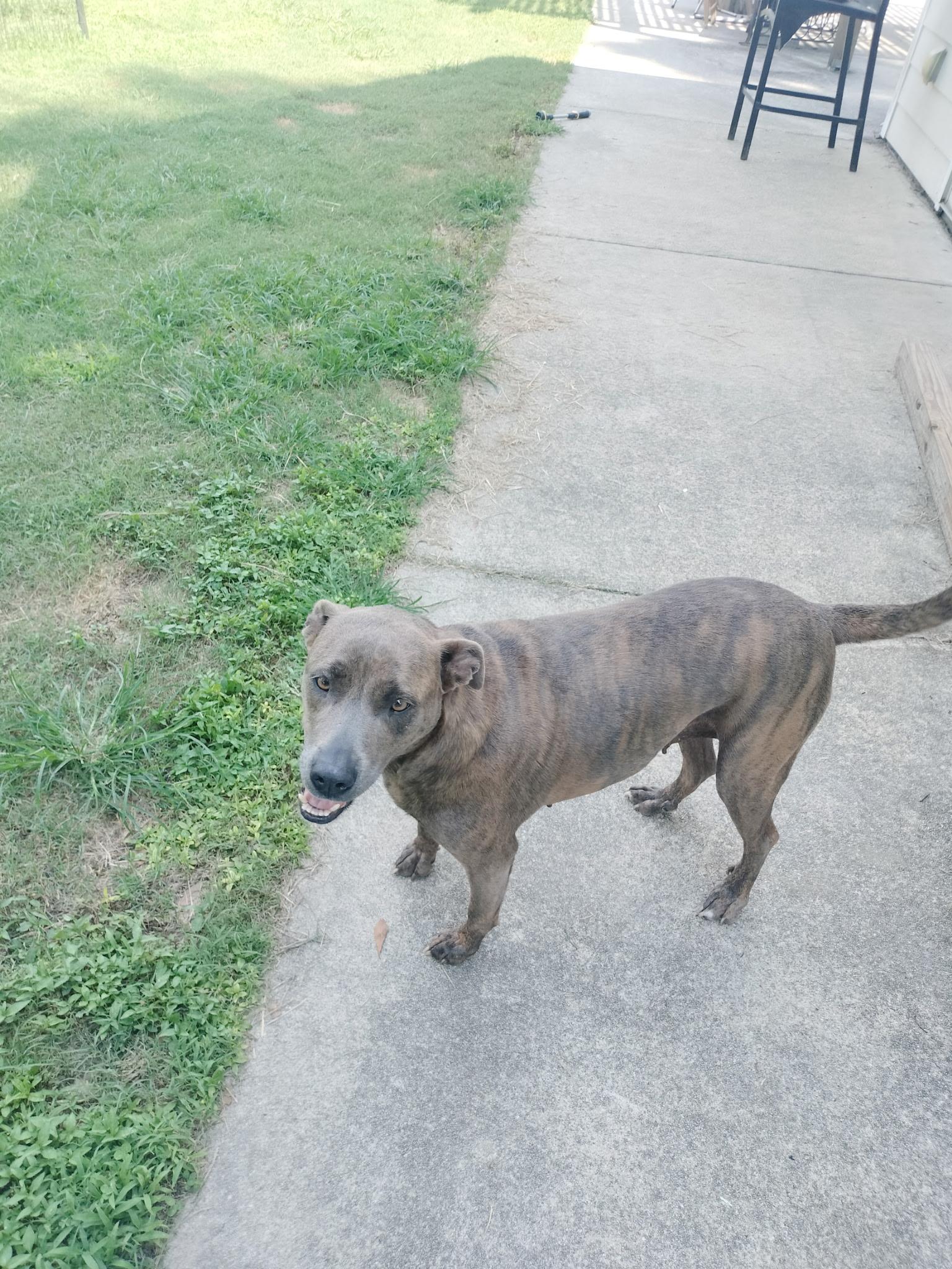 Enlarge Basil, a Adoptable mixed breed image 2/2