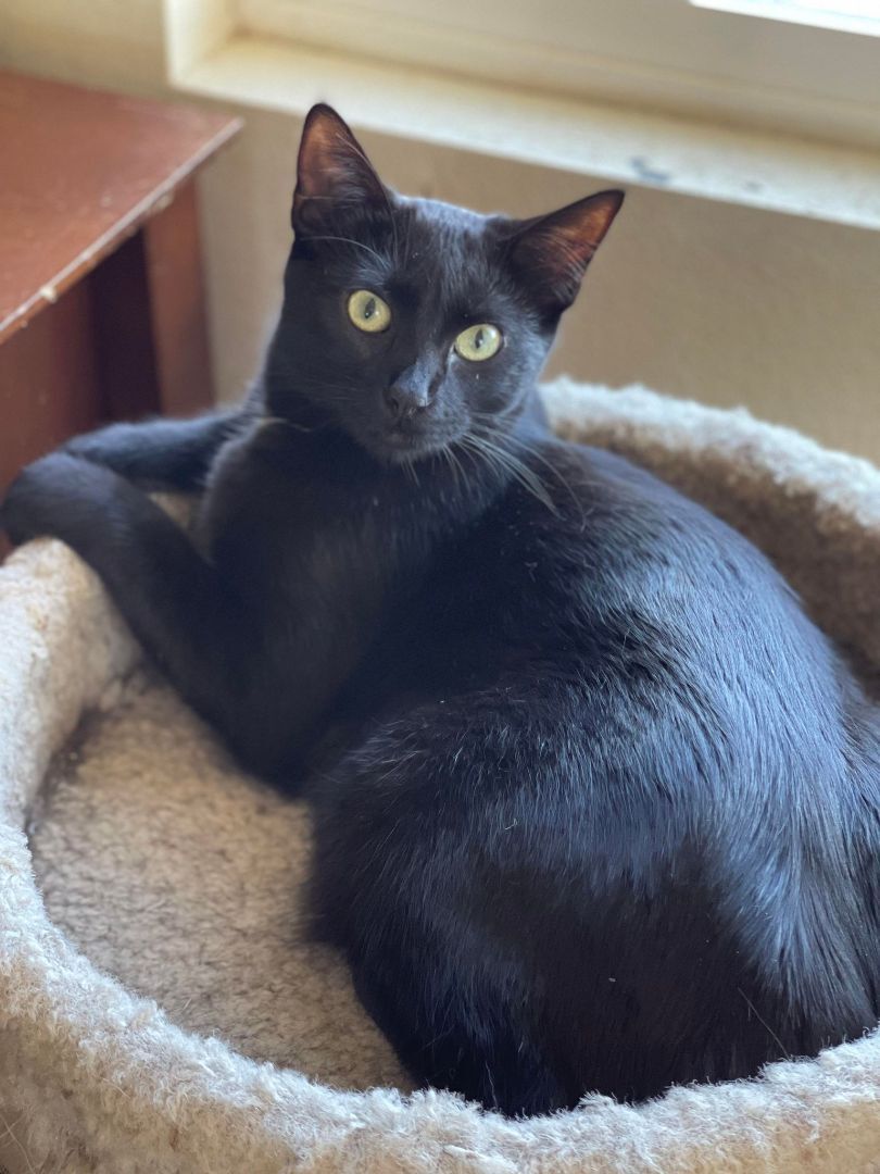 MYSTERY, a Adoptable mixed breed in HEMET, CA image 2/3