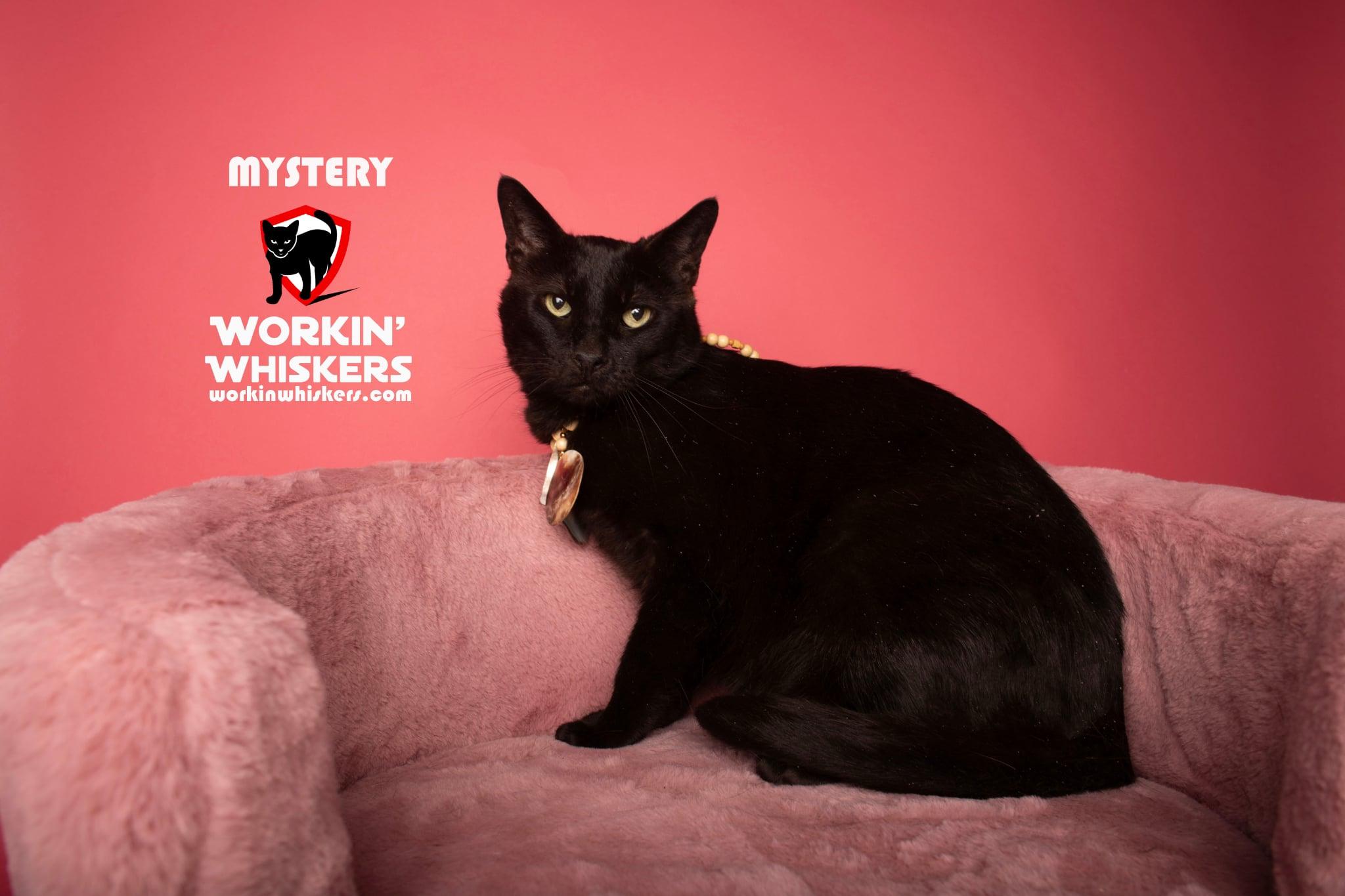 MYSTERY, a Adoptable mixed breed in HEMET, CA image 1/3