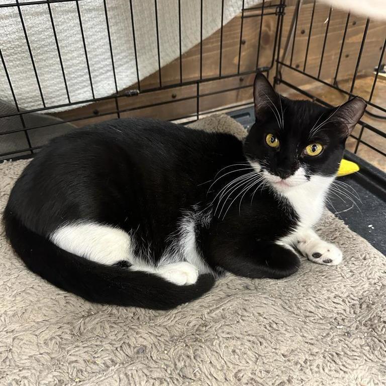Tacita, a Adoptable Tuxedo in Miami Beach, FL image 1/15