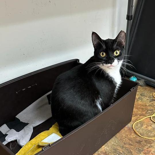 Tacita, a Adoptable Tuxedo in Miami Beach, FL image 3/15